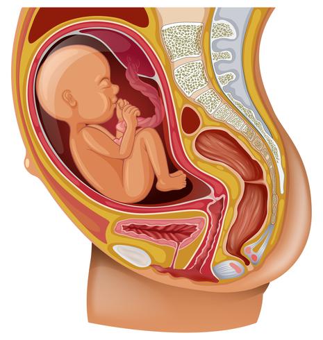 Diagram showing pregnant woman with baby vector