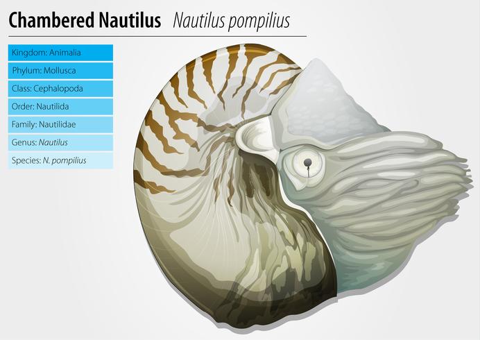 nautilus-nautilus pompilius vector