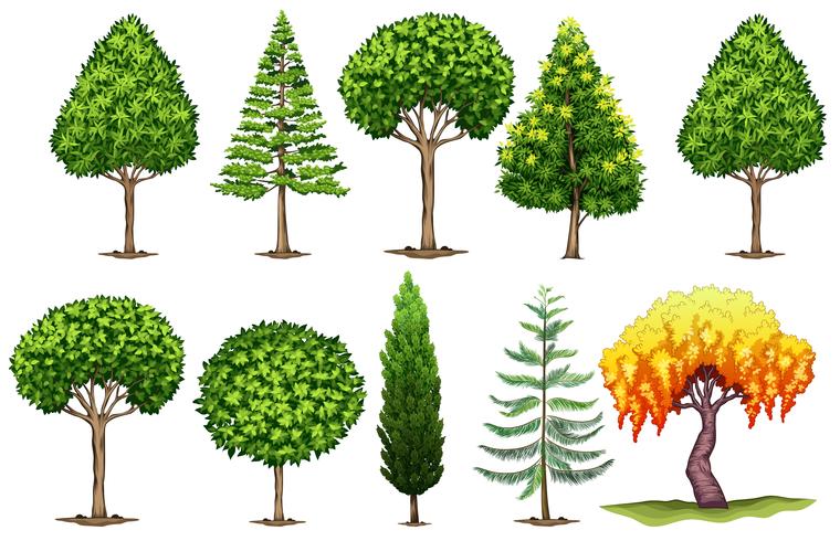 Set of different types of trees vector