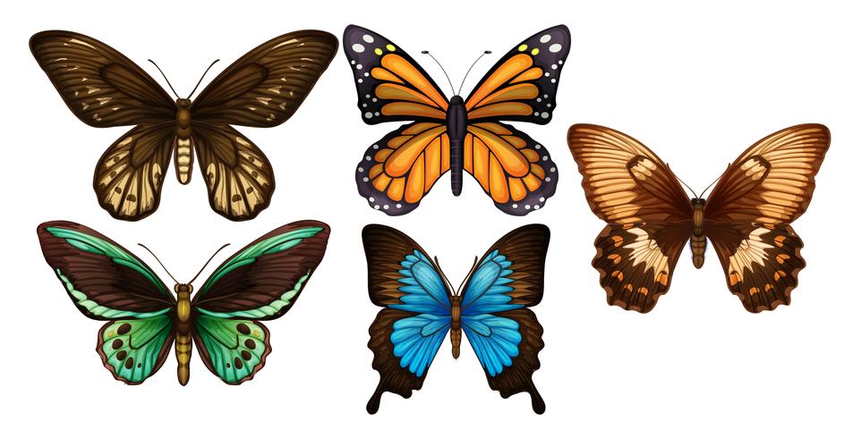 Un conjunto de coloridas mariposas vector