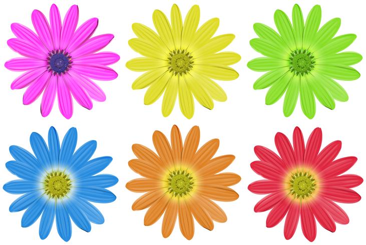 Flores de colores vector