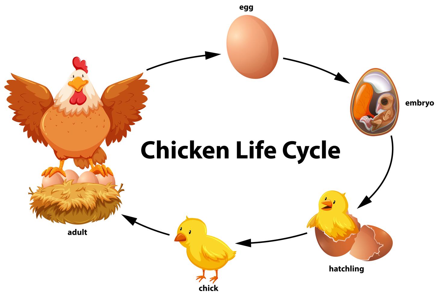 presentation chicken life cycle