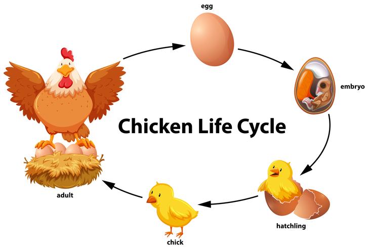 Diagrama del ciclo de vida del pollo vector