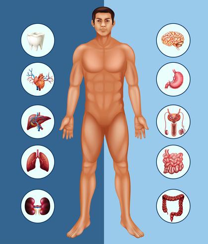 Diagrama que muestra al hombre humano y diferentes órganos. vector