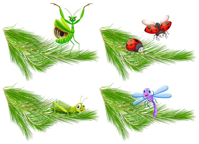 Insect on Pine Tree Branch - Download Free Vector Art, Stock Graphics & Images