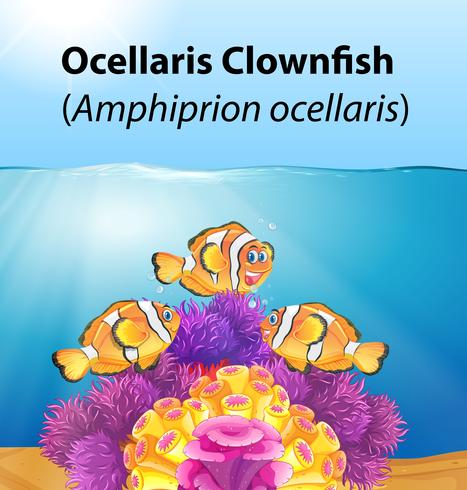 Ocellaris clownfish card concept vector