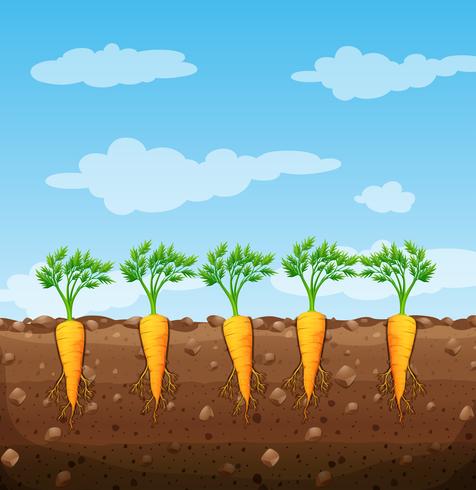Carrots growing underground with roots vector