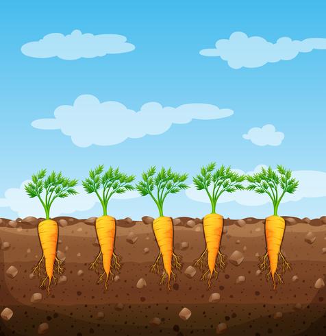 Carrots growing underground with roots vector