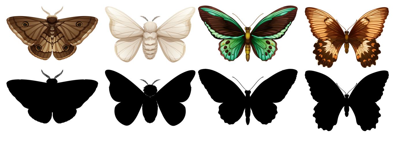 Mariposas de diferentes colores y siluetas vector