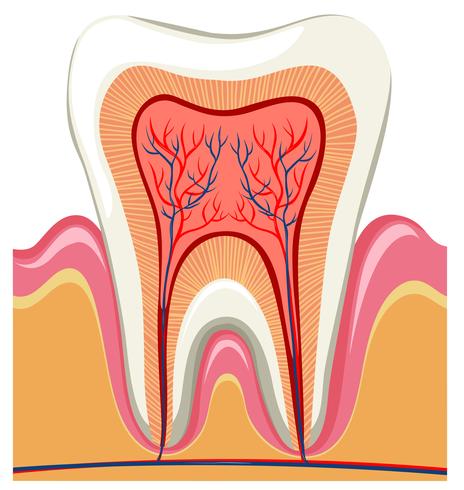 Dentro de un solo diente vector