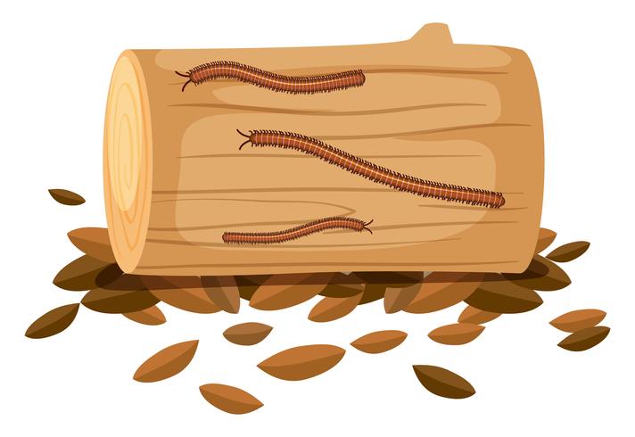 Centipede On Wood on White Background vector