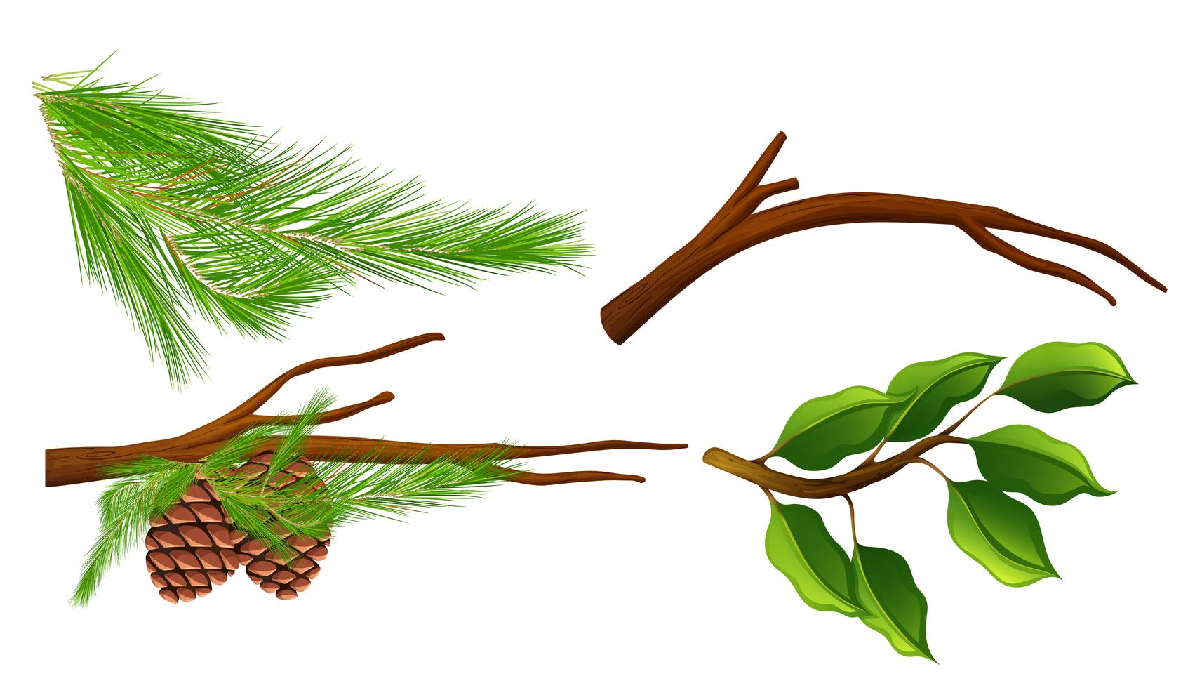 A set of tree branch 299000 Vector Art at Vecteezy