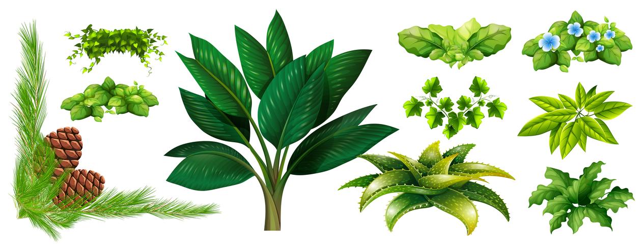 Different types of plants vector