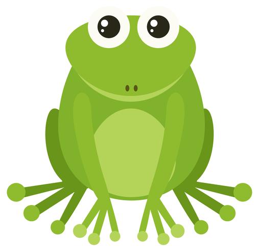 Green frog sitting on white background vector