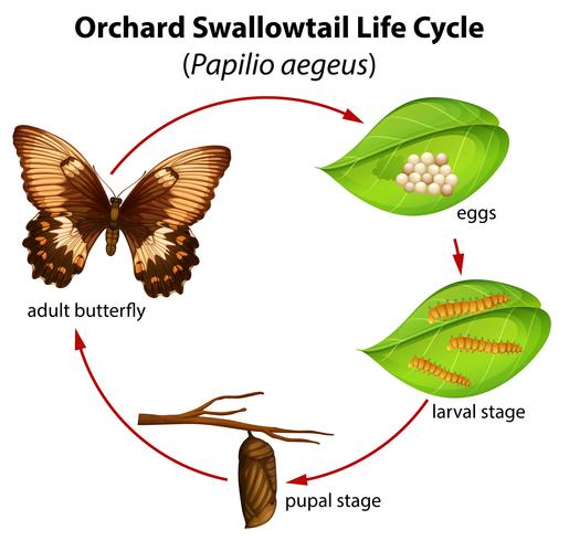 Orchard swallowtail life cycle vector