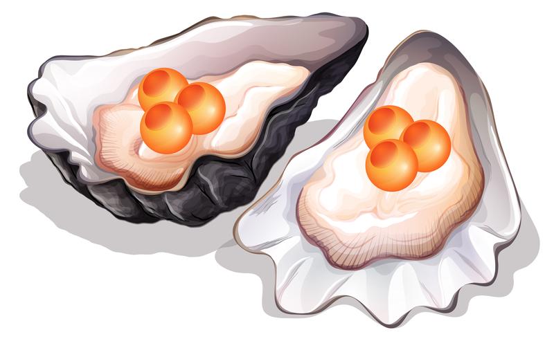 Oyster on white background vector