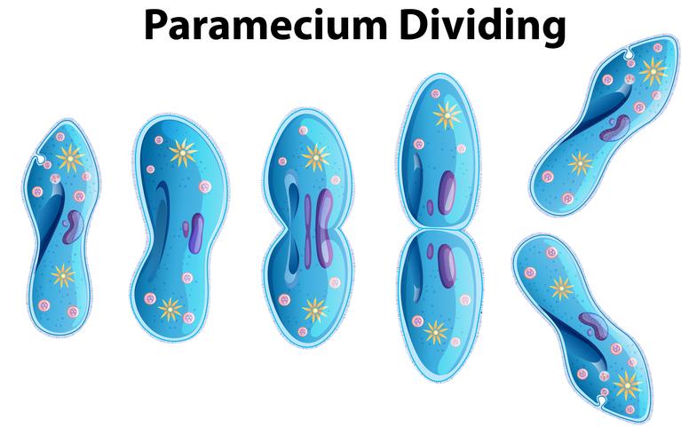 Paramecium Dividing bacteria diagram vector