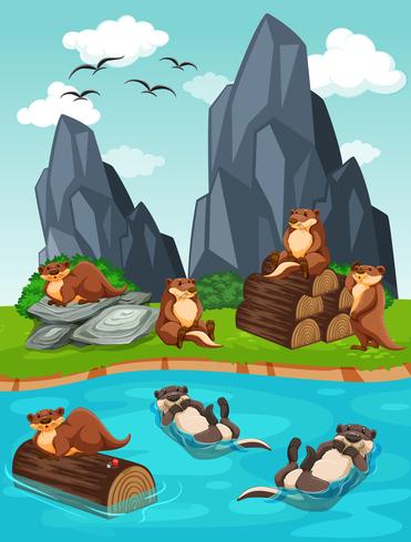 Otters living by the river vector