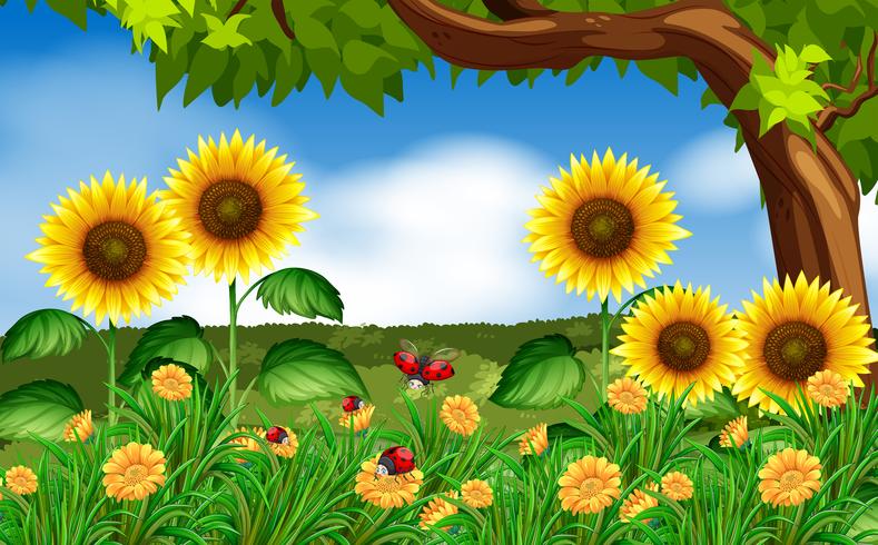 Sunflowers And Ladybugs In Garden Download Free Vectors Clipart