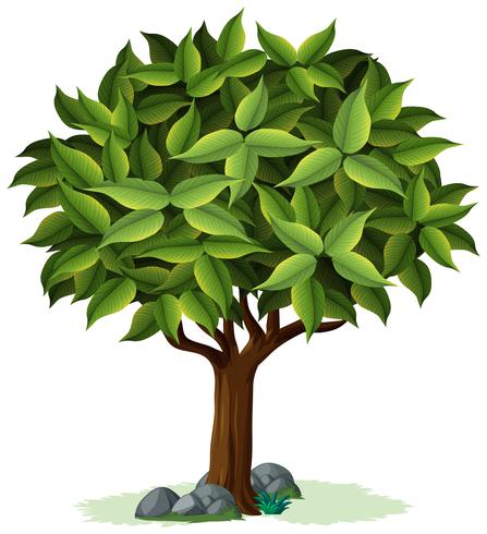 Un diseño de árbol aislado. vector