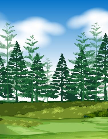 Forest scene with pine trees - Download Free Vector Art, Stock Graphics & Images