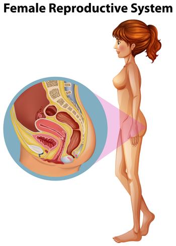 Una anatomía femenina del sistema reproductivo vector