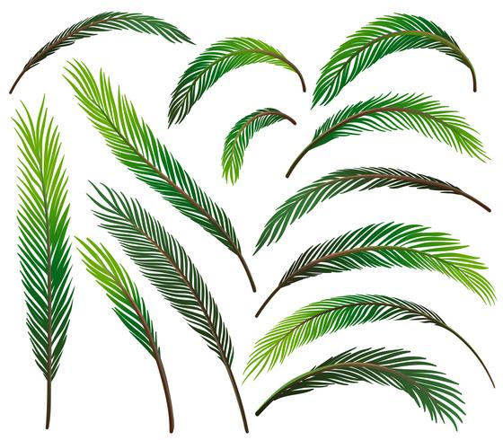 Set of green leaves vector