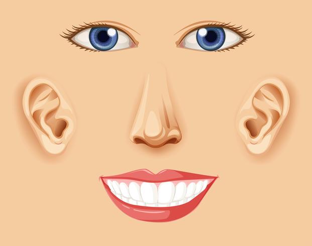 Un elemento facial feliz humano vector