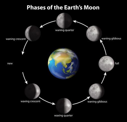 Fases de la luna de la tierra vector