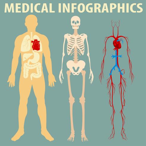 Medical infographic of human body vector