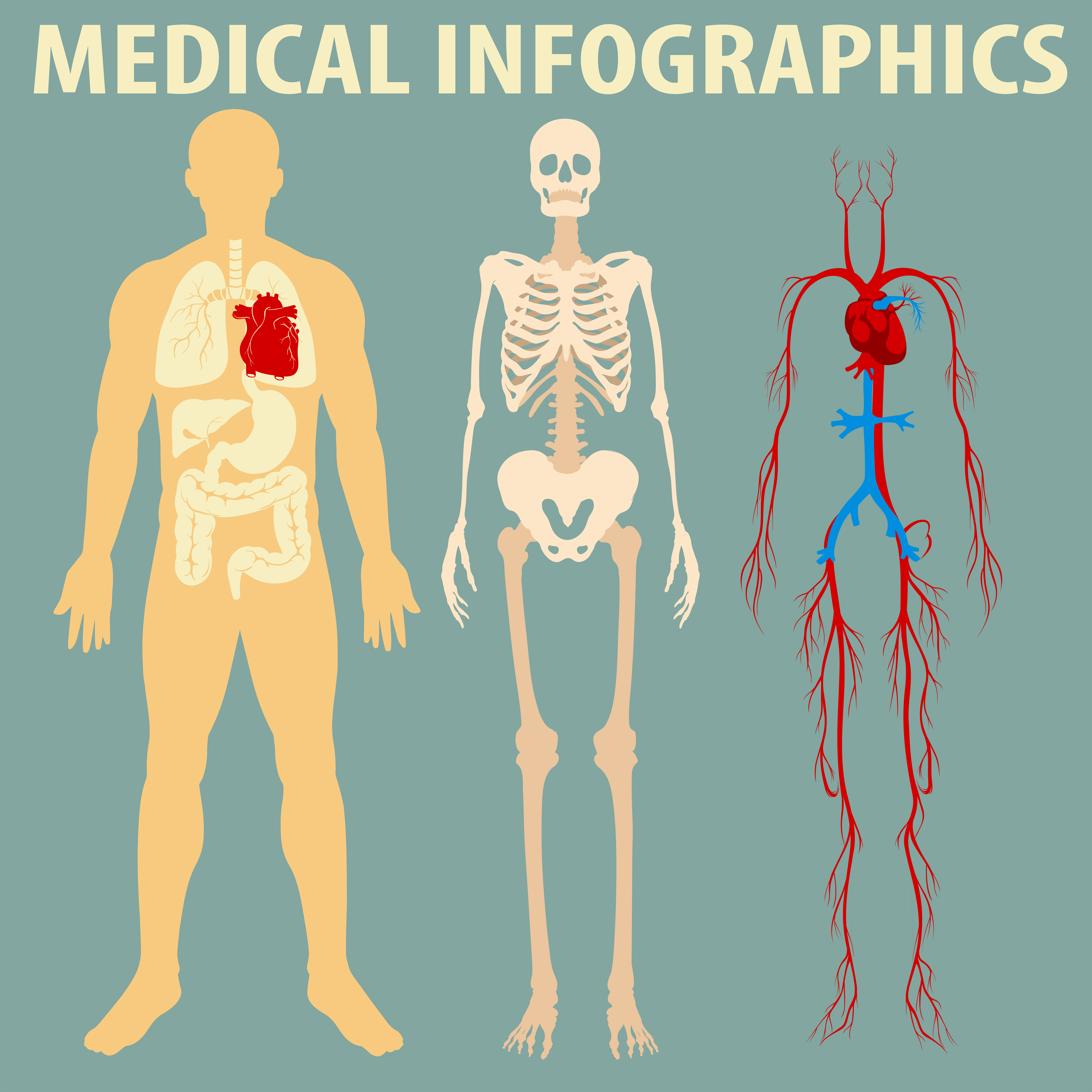 Download Medical infographic of human body 299365 Vector Art at ...