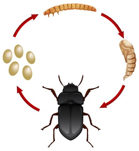 Life cycle of a mealwoem vector