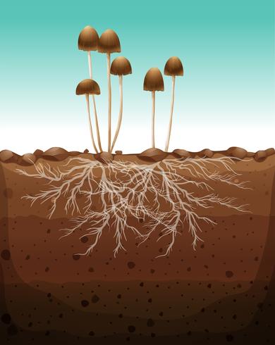 Fresh mushroom growing on land vector