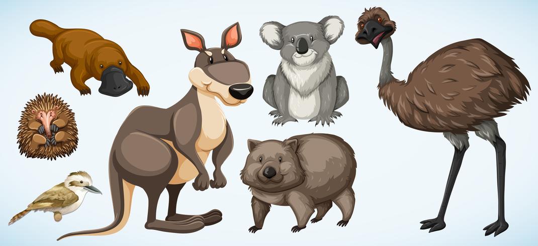 Diferentes tipos de animales salvajes en Australia. vector