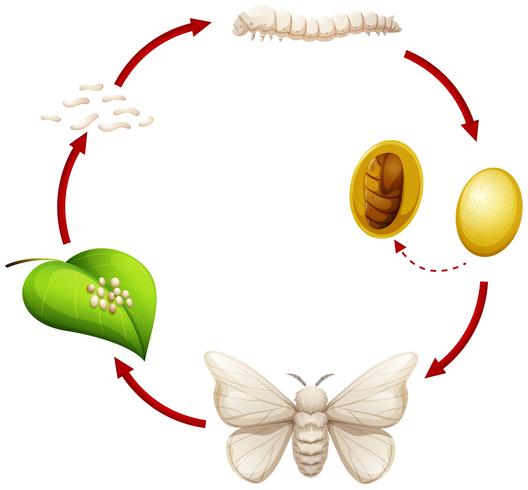 Life cycle of a silkworm vector