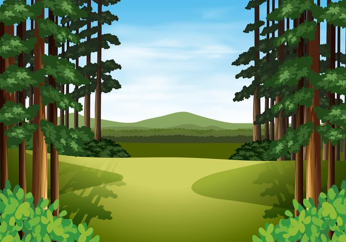 Escena de un hermoso bosque. vector