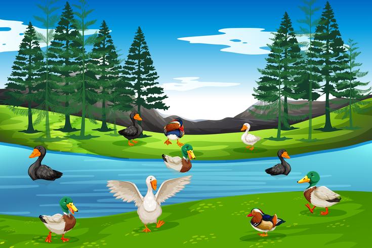 Many duck at the pond vector