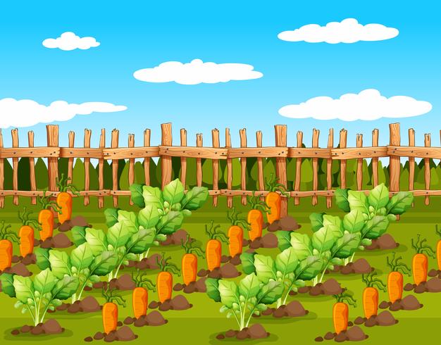 Campo de cultivos alimentarios. vector