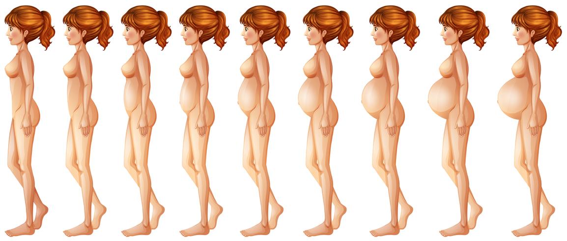 Different stages of pregancy vector