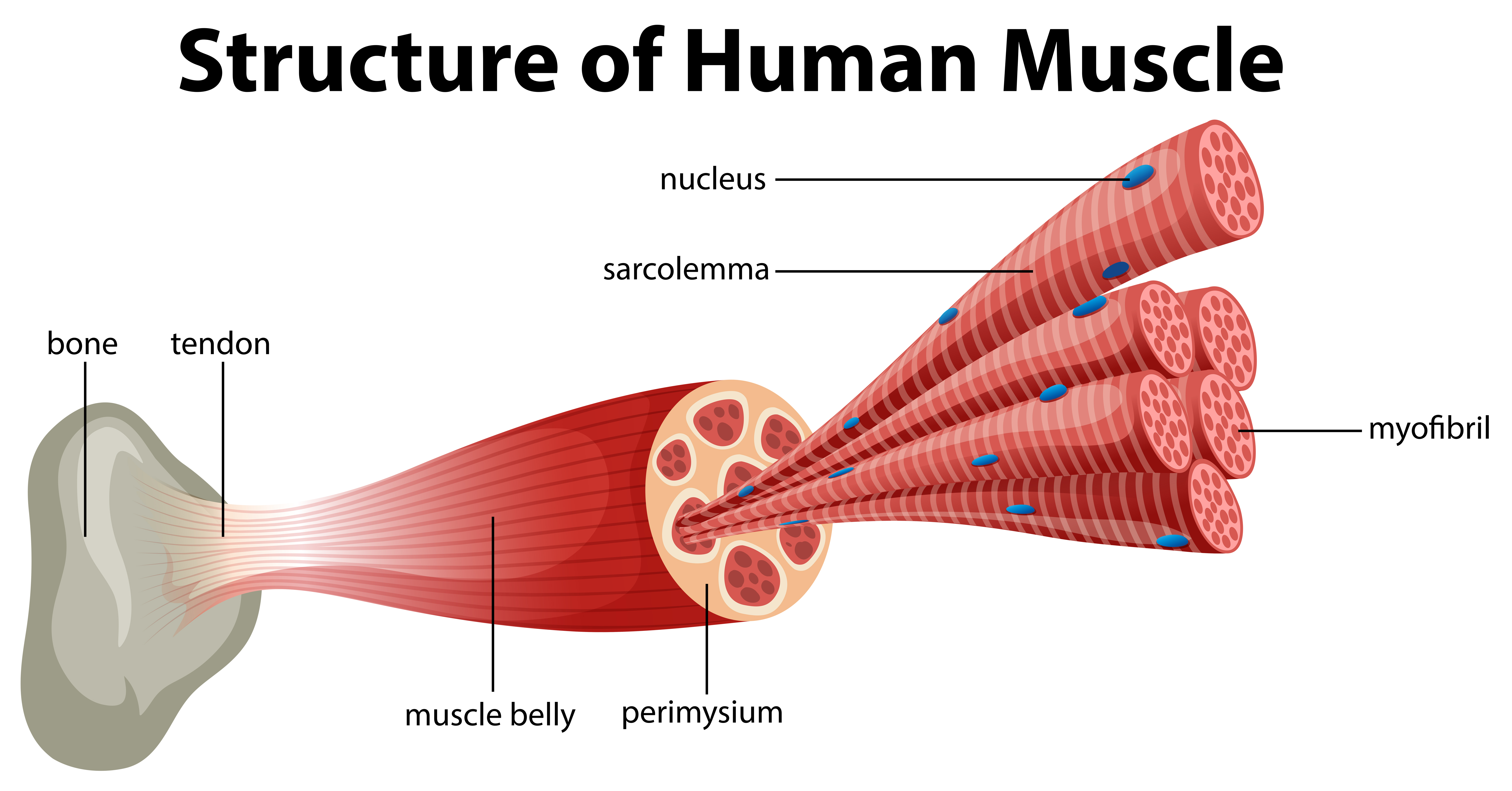 A Structure Of Human Muscle 299527 Vector Art At Vecteezy