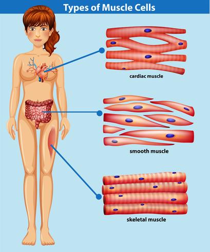 Una anatomía humana del músculo vector