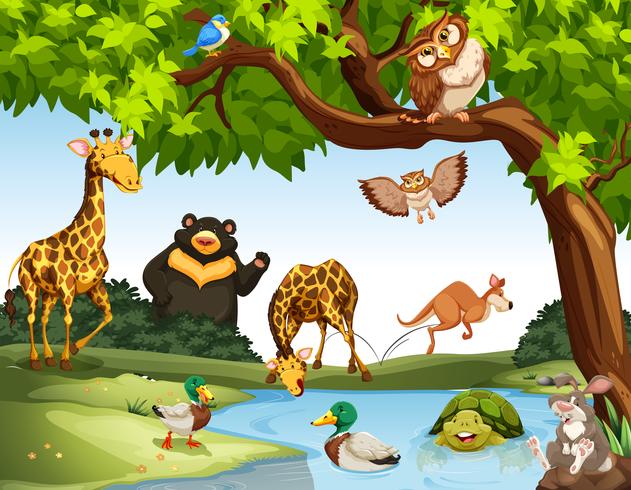 Many wild animals in the park vector