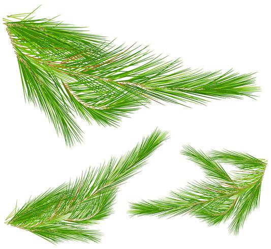 Pine leaves on white background vector