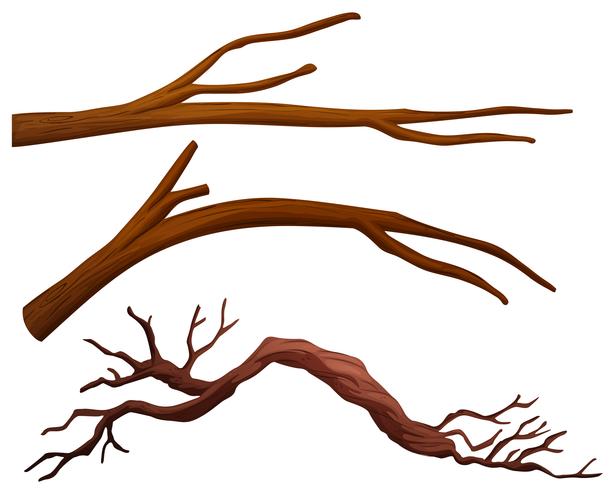 A set of tree branch vector