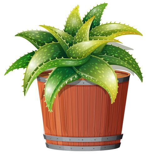 Aloe Vera Plant in Pot vector