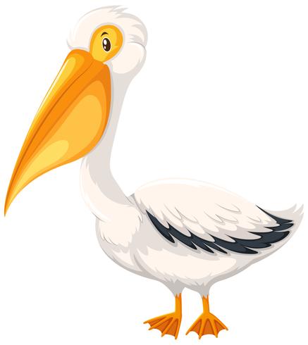 A pelican on white background vector