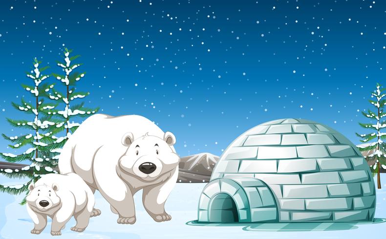 Polar bears standing near igloo at night vector