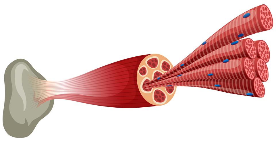 Movement process of the arm muscle Biceps and Triceps 1928991 Vector Art at  Vecteezy