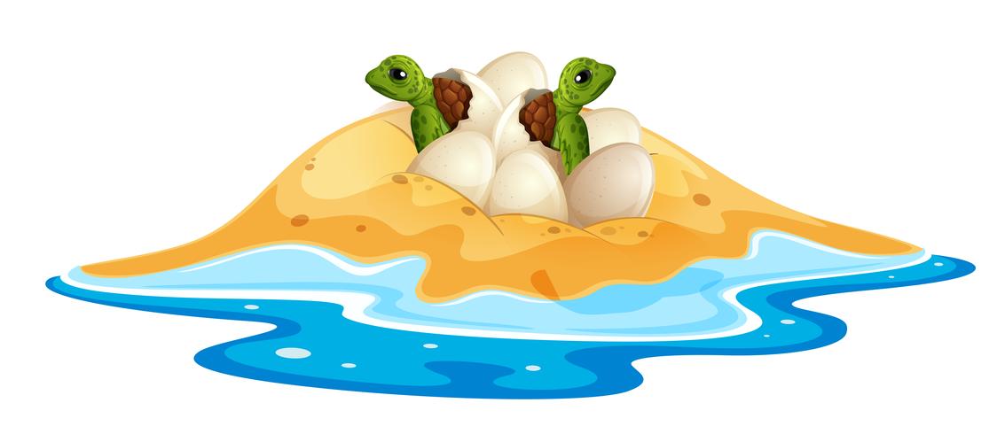 Baby turtle hatchlings egg vector