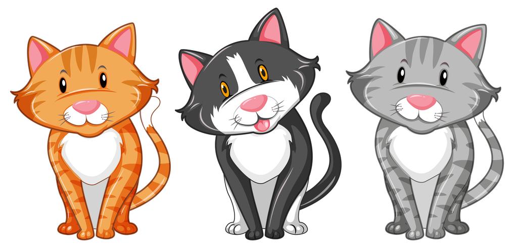 Three kittens on white background vector